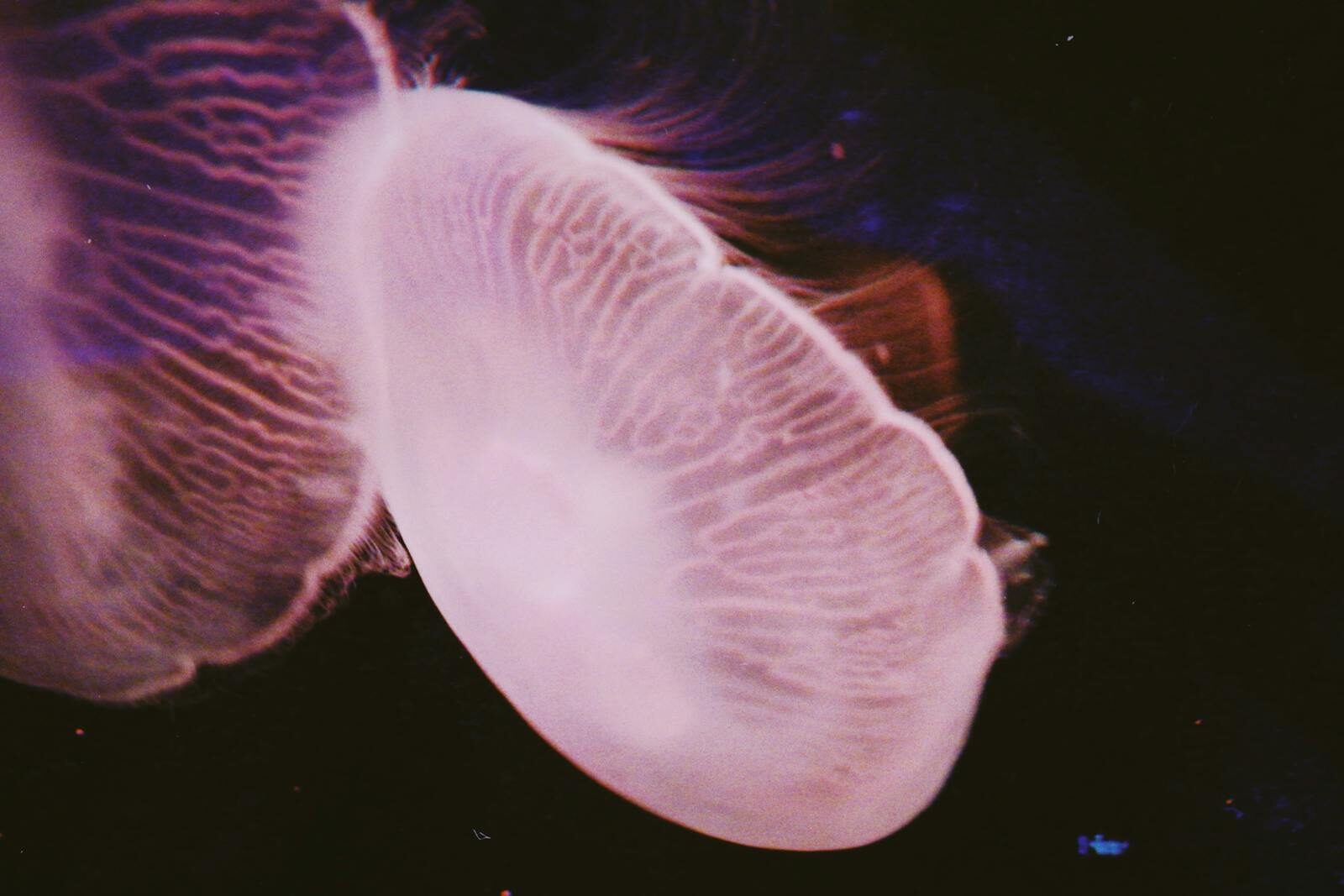 Reinvestigation Rights